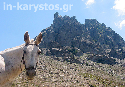 in-karystos 2009-2010